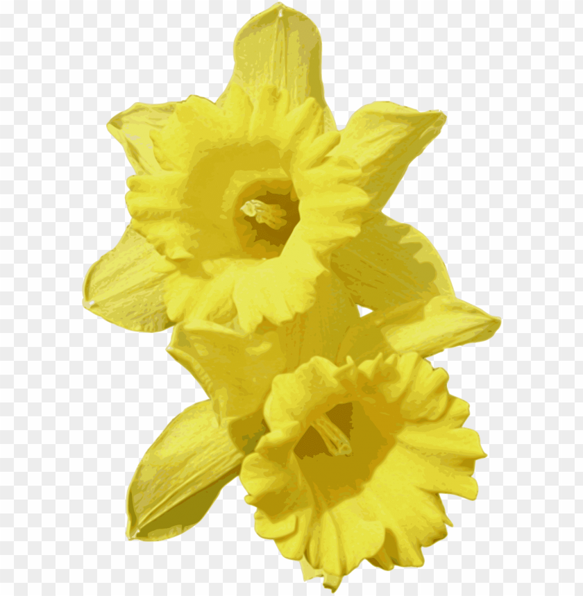 Daffodils Graphic Free Download - Clip Art Transparent Background ...