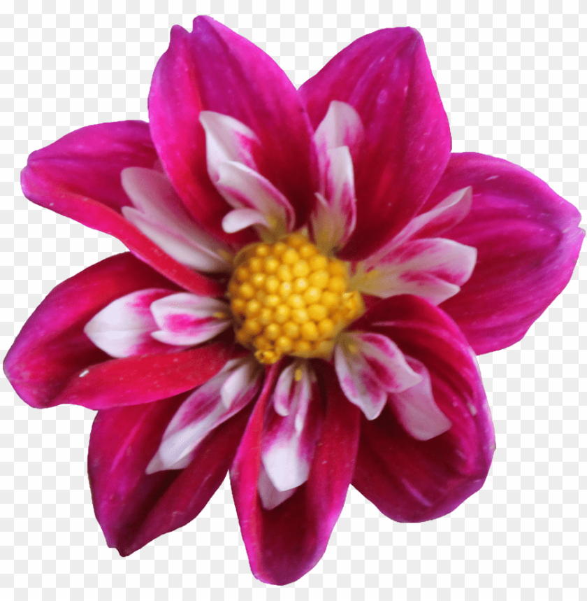 PNG image of dahlia with a clear background - Image ID 8960