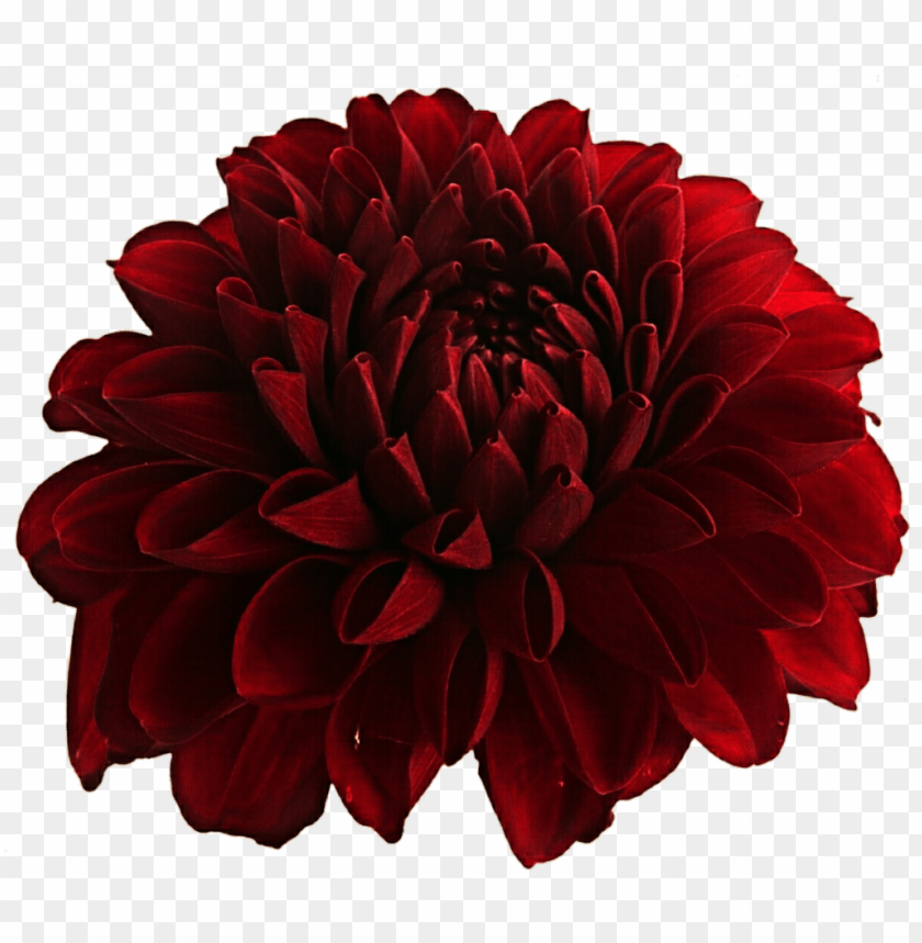 PNG image of dahlia with a clear background - Image ID 8962