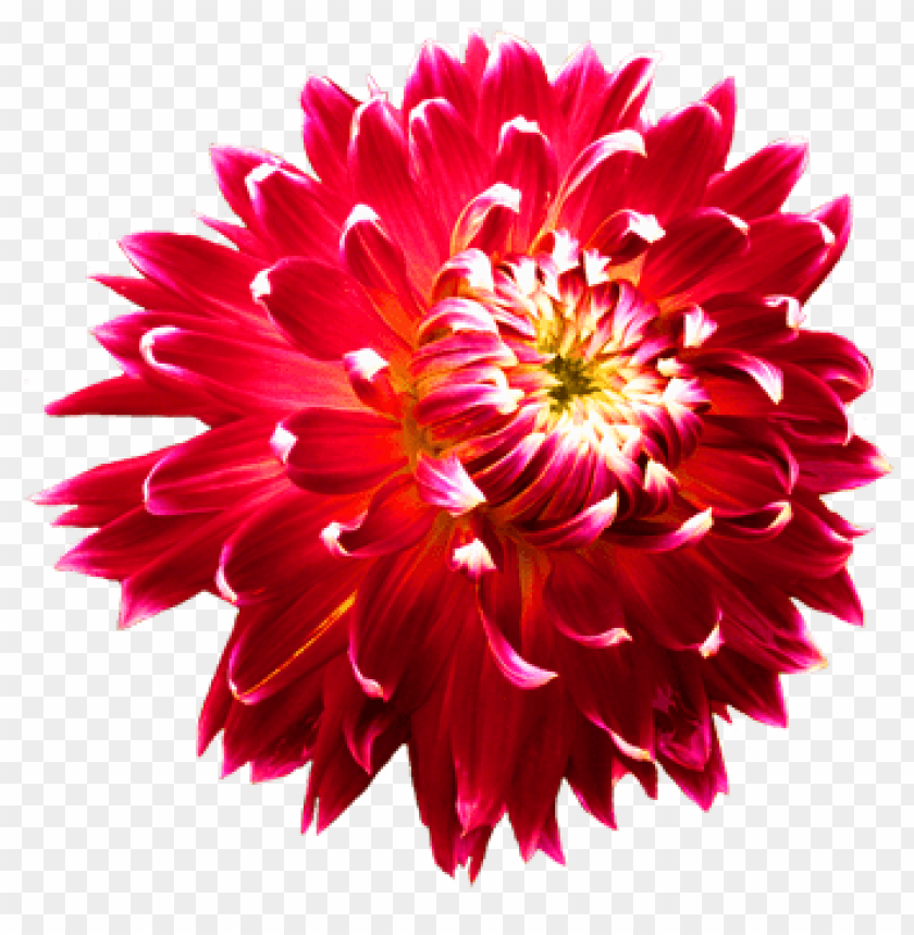 PNG image of dahlia with a clear background - Image ID 8968