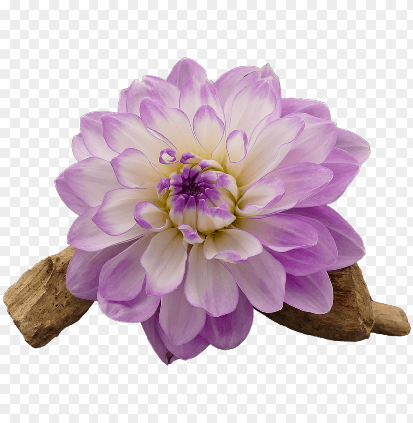 dahlia dahlia flower white transparent flower white and purple PNG transparent with Clear Background ID 216811