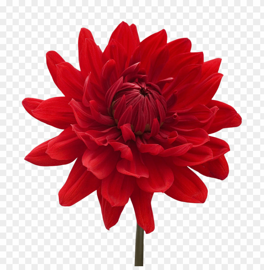 PNG image of dahlia download png with a clear background - Image ID 8957