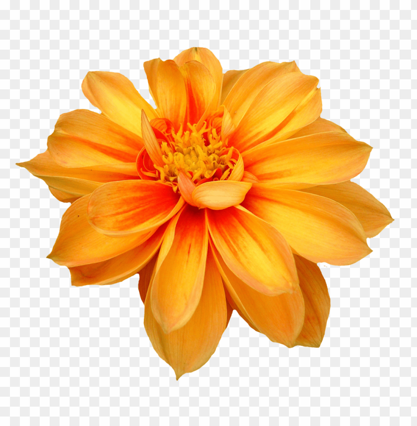 PNG image of dahlia flower with a clear background - Image ID 24711