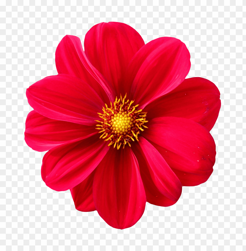 PNG image of dahlia flower with a clear background - Image ID 25358