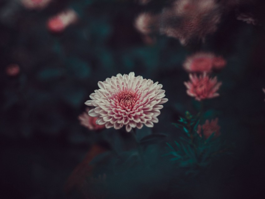 dahlia, flower, blur, bud, pink, petals