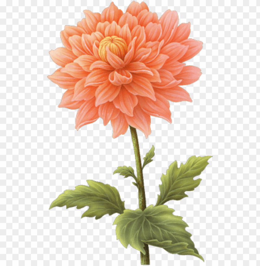 PNG image of dahlia with a clear background - Image ID 8966