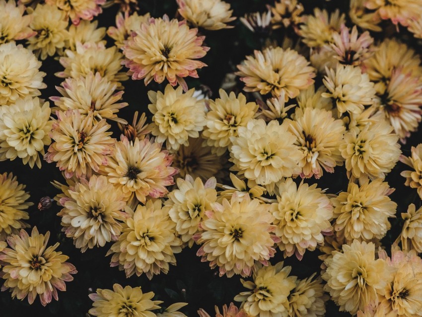dahlias, flowerbed, flowers, bloom, yellow