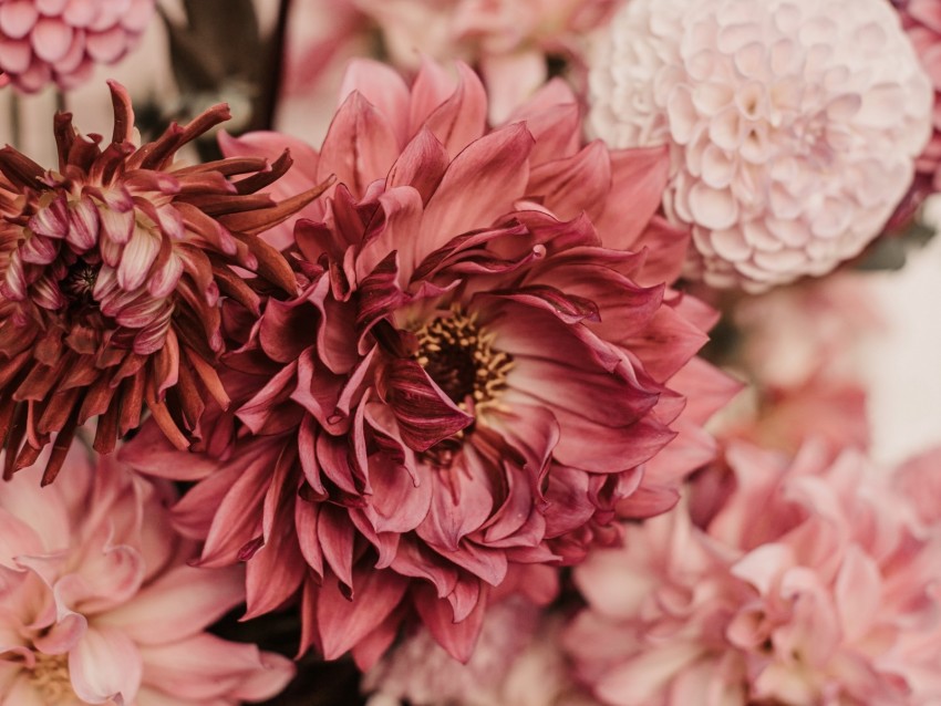 dahlias, flowers, bouquet, pink