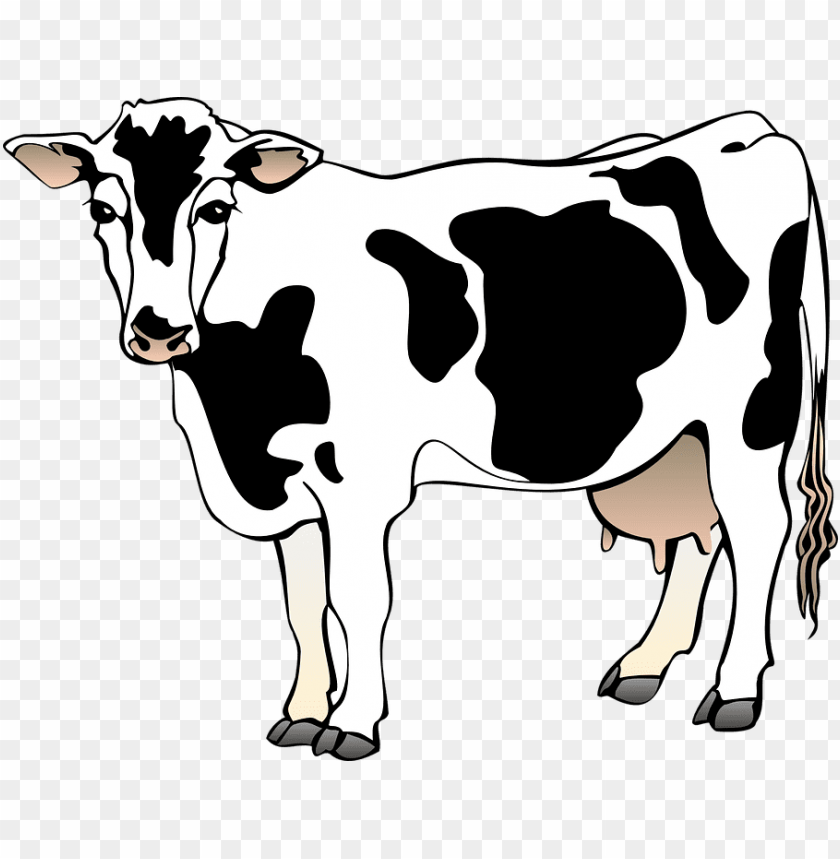 free PNG dairy cow clip art at clker - clipart of a cow PNG image with transparent background PNG images transparent