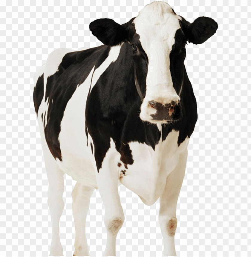 free PNG dairy cow png - front view of a cow PNG image with transparent background PNG images transparent