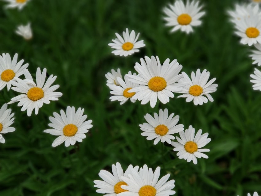daisies, white, flowers, bloom, plant