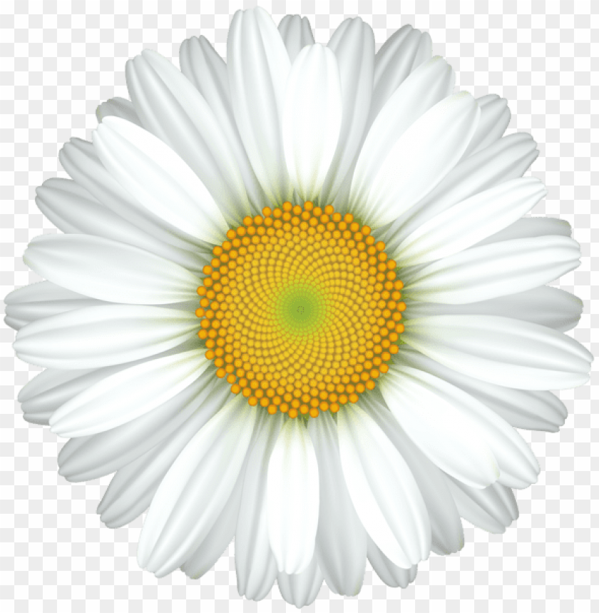 daisy flower transparent