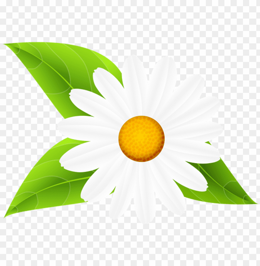 daisy with leaves transparent