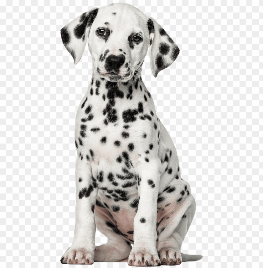 Cả nhà hãy xem qua bức hình của chú chó Dalmatian xinh xắn này. Với bộ lông phủ đốm đầy quyến rũ, anh chàng chó này sẽ chinh phục mọi trái tim yêu thú cưng.