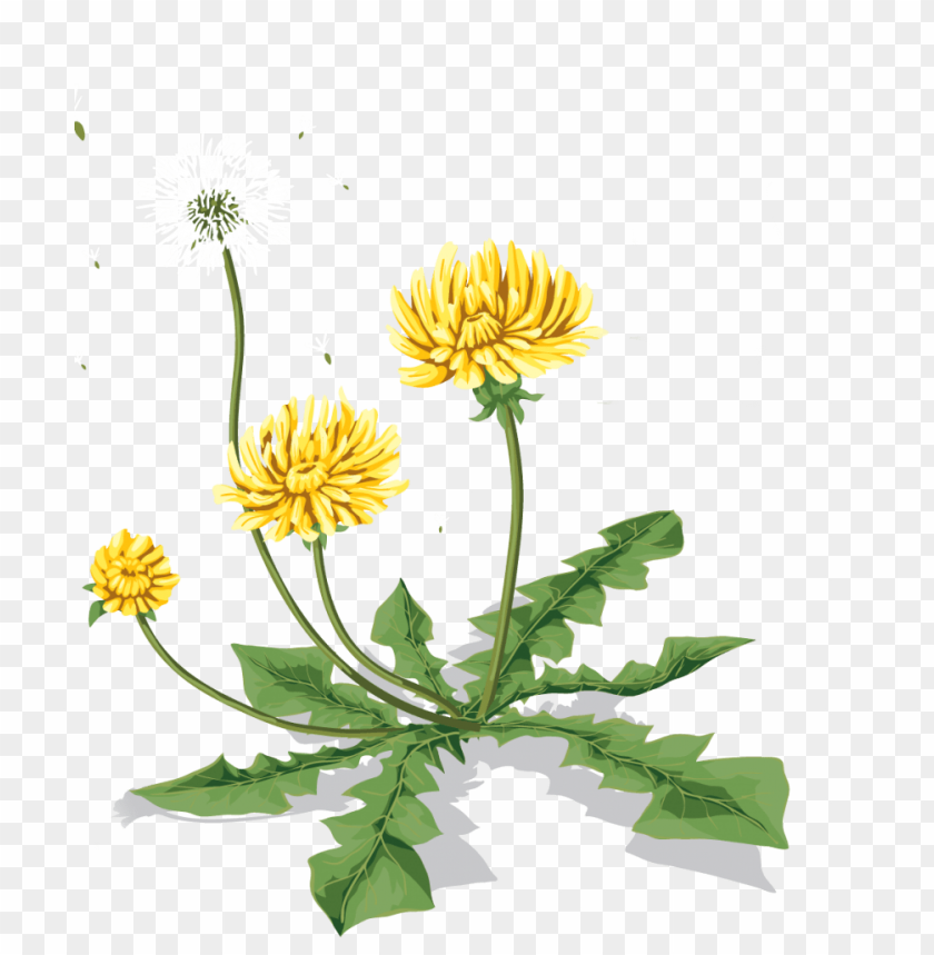 
dandelion
, 
bloom
, 
daisy
, 
dahlia
