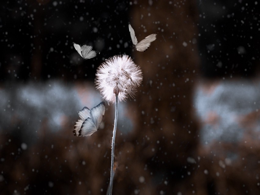 dandelion, butterflies, photoshop, blur, flower, insect