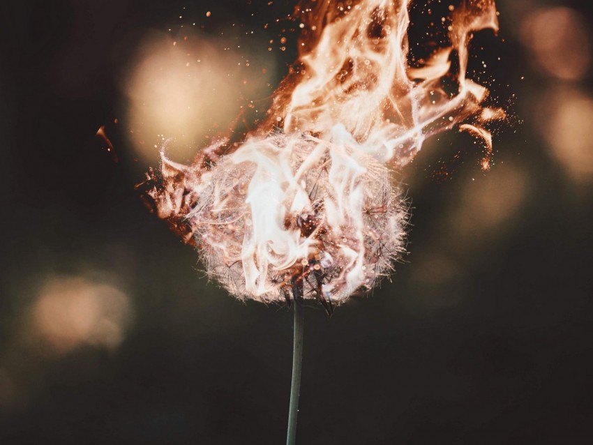 dandelion, fire, flame, fluff