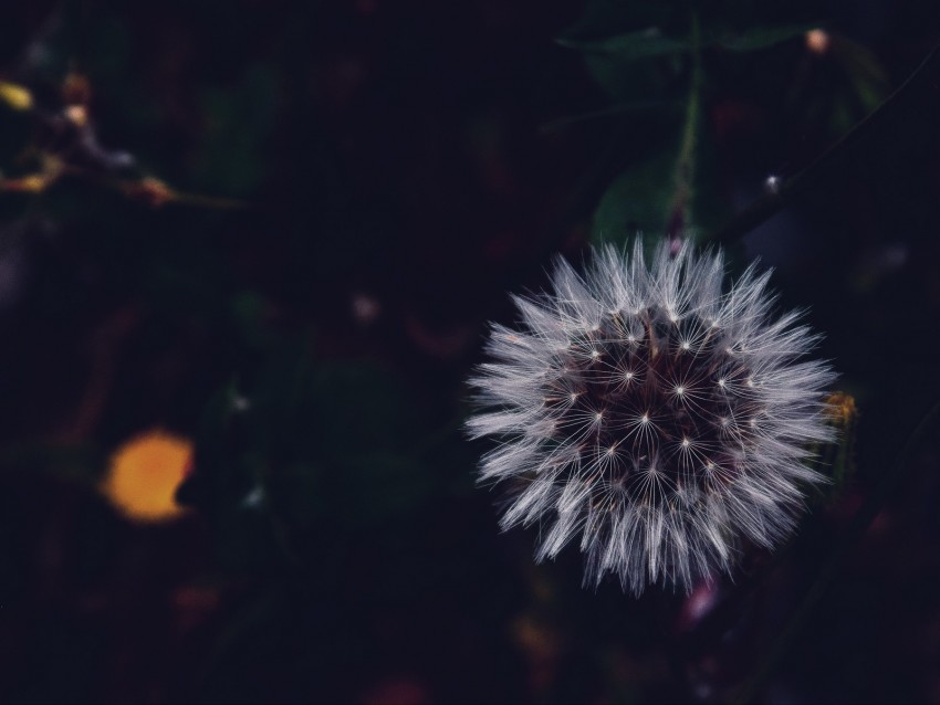 dandelion, fluffy, white, flower, macro