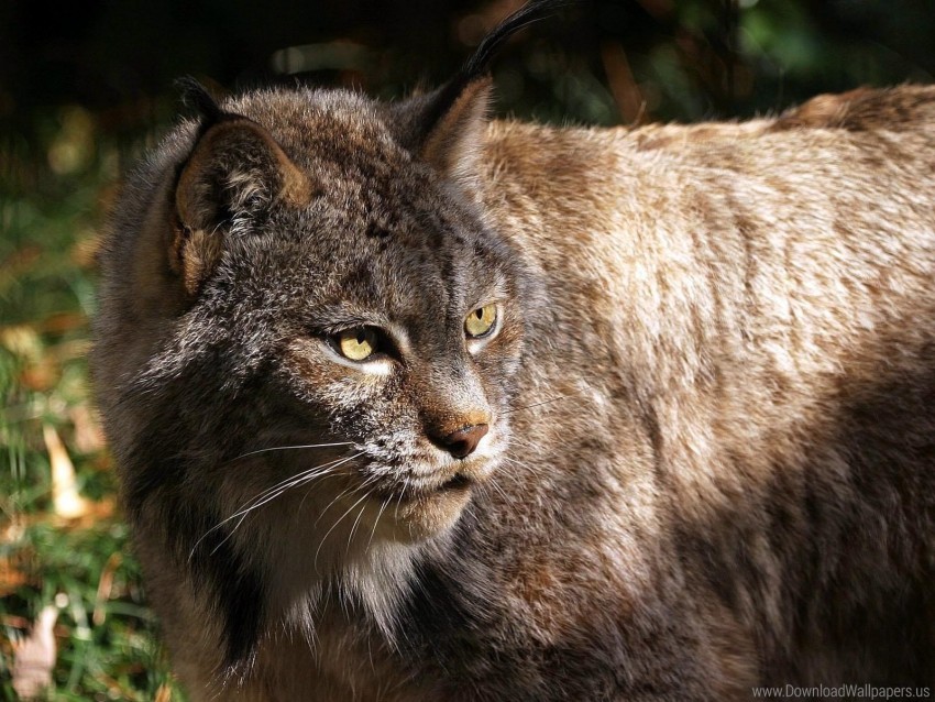 dangerous lynx old terrible wallpaper background best stock photos - Image ID 160212