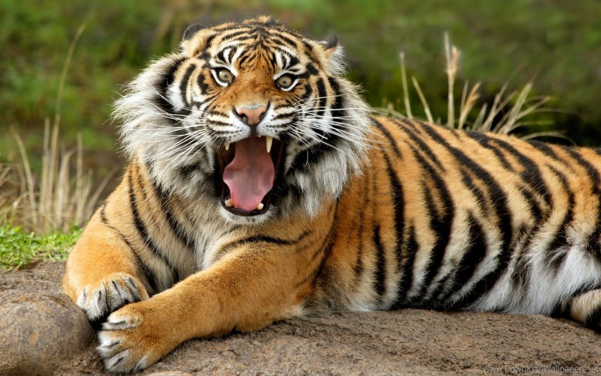 dangerous, sumatran, tiger wallpaper background best stock photos | TOPpng