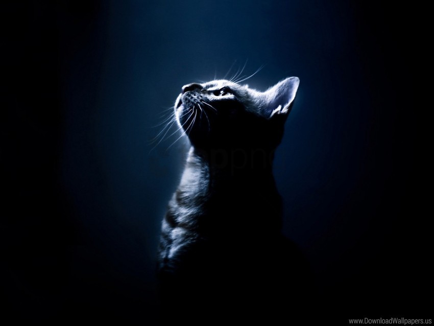 dark background, eyes, kitten, shadow wallpaper background best stock  photos | TOPpng