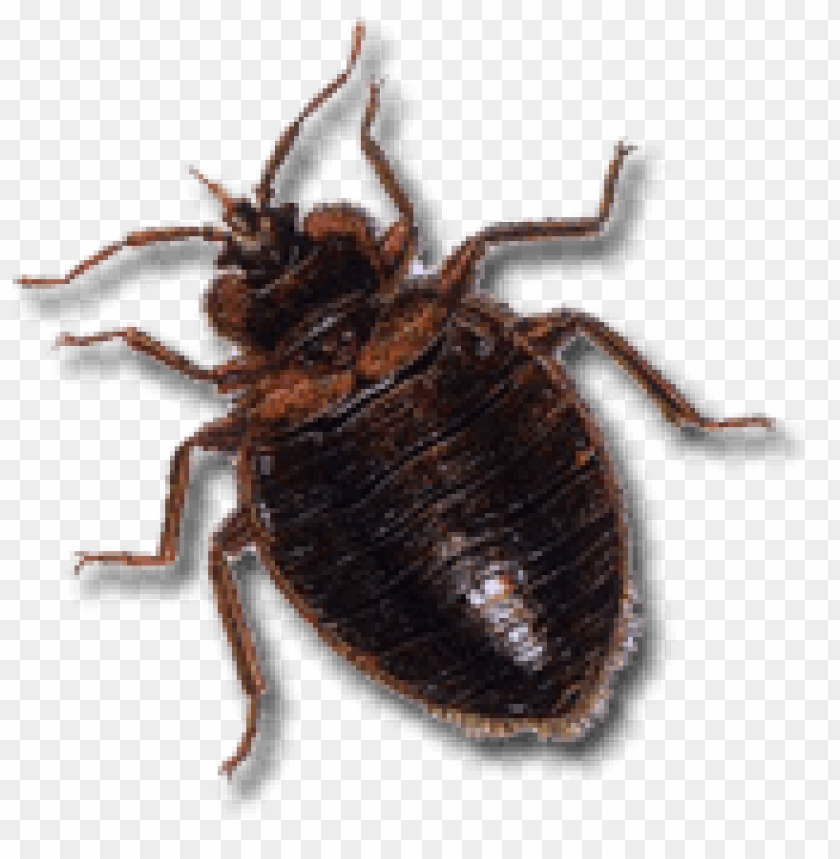 animals, insects, bed bugs, dark brown bed bug, 