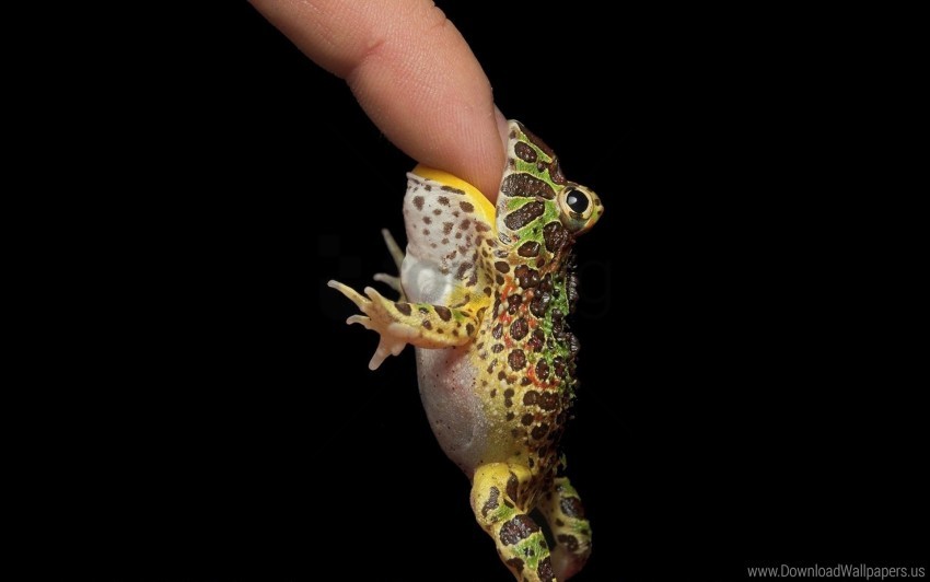 dark finger frogs shadow wallpaper background best stock photos - Image ID 160117