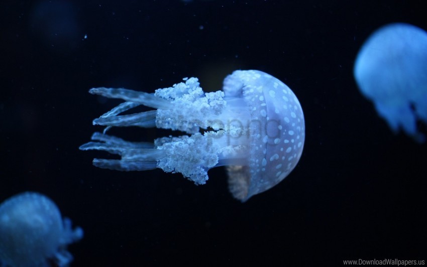 dark jellyfish swimming underwater wallpaper background best stock photos - Image ID 157301