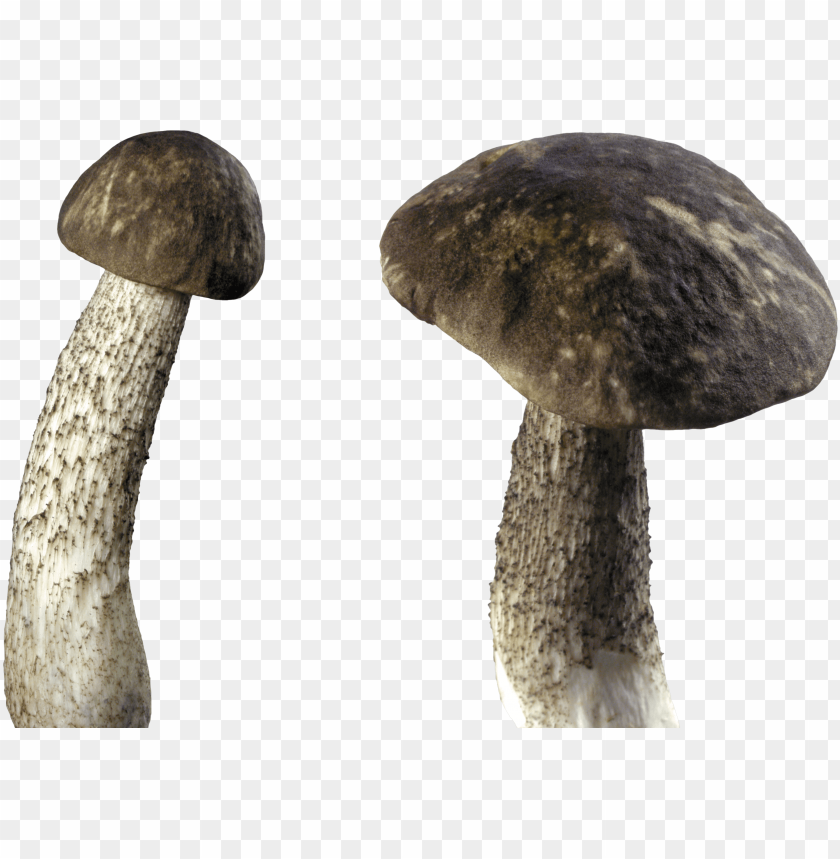 
mushroom
, 
eatable
, 
poisnous
, 
shroom
, 
brown
, 
white

