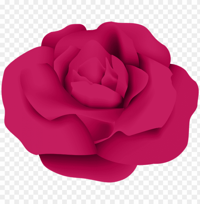 dark pink rose