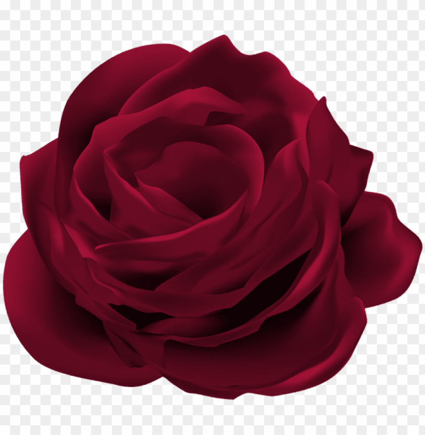 dark red rose flower