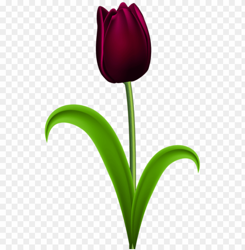 dark red tulip transparent