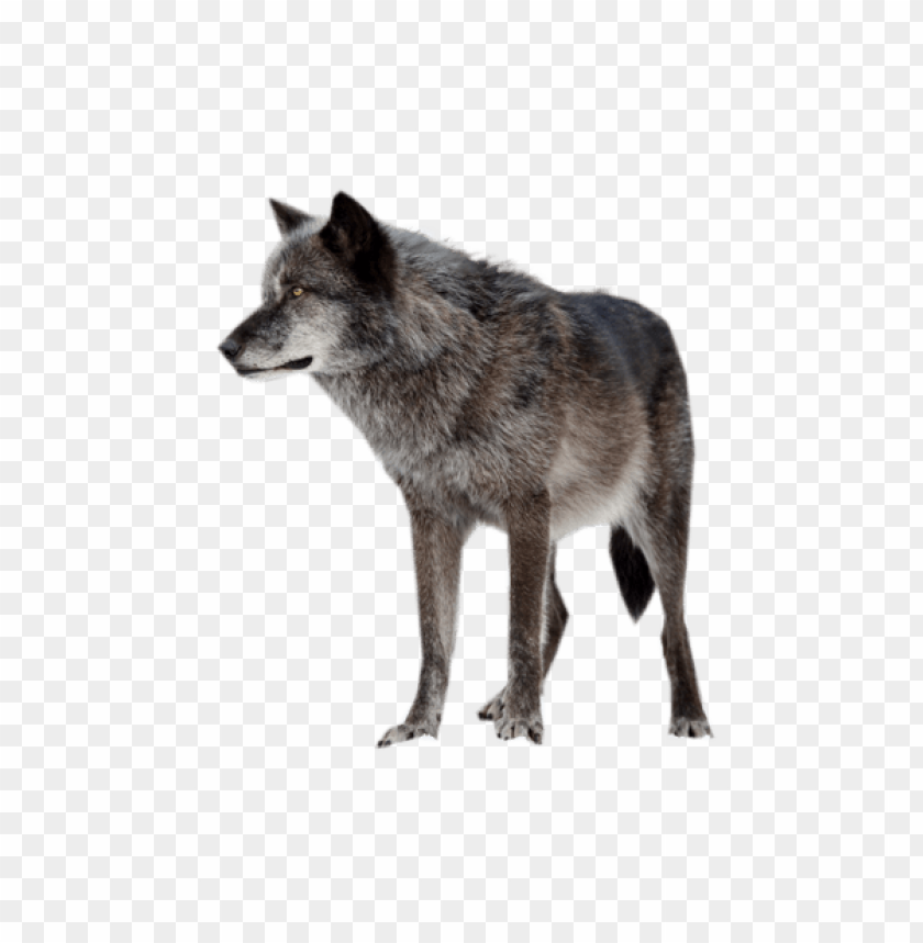 Dark Wolf Png Images Background - Image ID 9696 | TOPpng