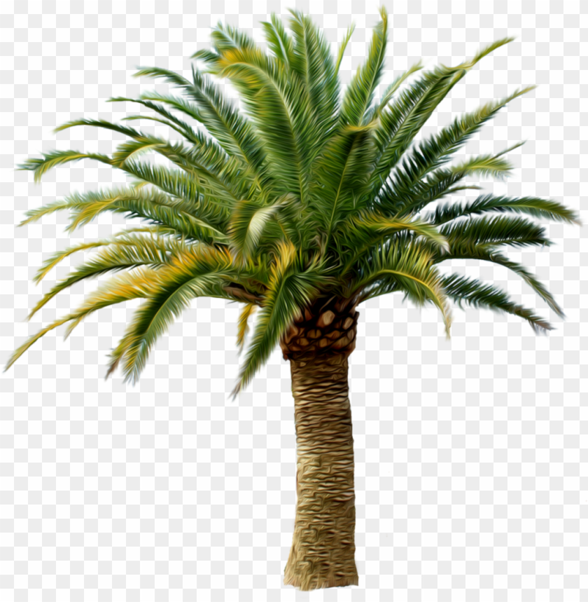 date palm tree PNG transparent with Clear Background ID 193970