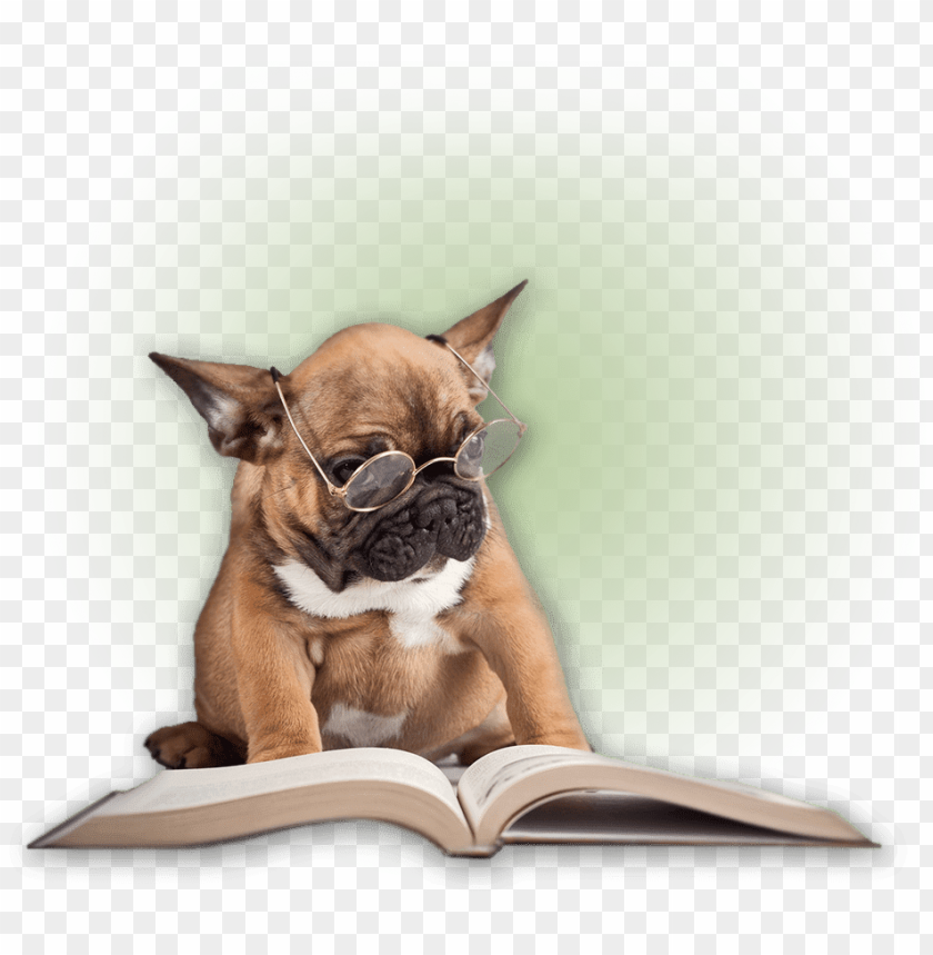 dawgiebowl blog - dog wearing glasses readi PNG image with transparent background@toppng.com