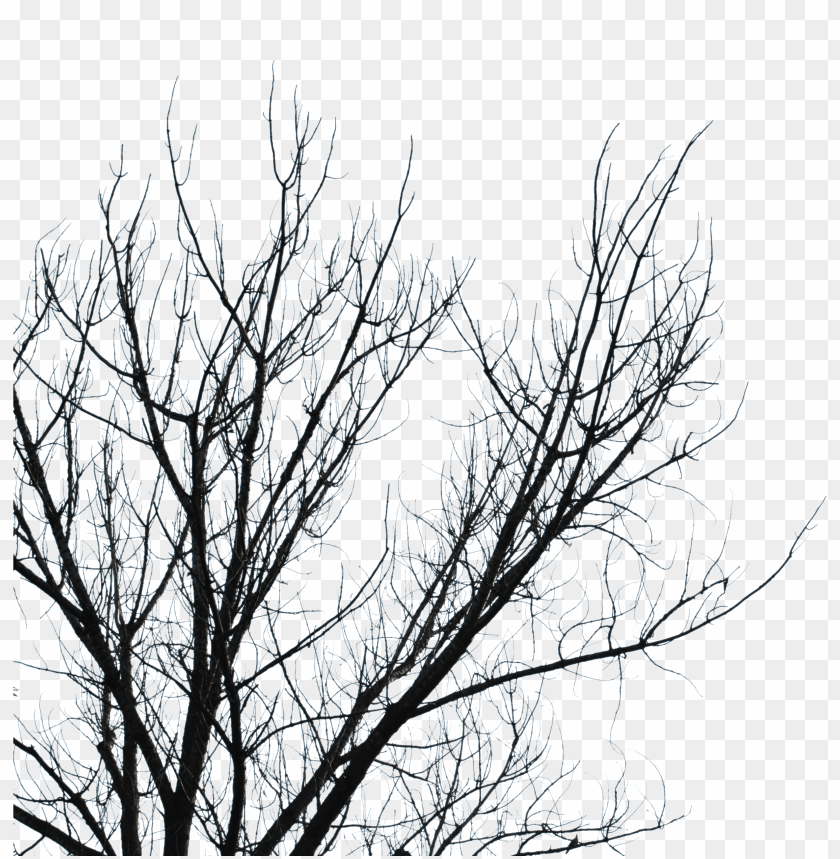 Dead Tree Branches Transparent PNG Transparent With Clear Background ID ...