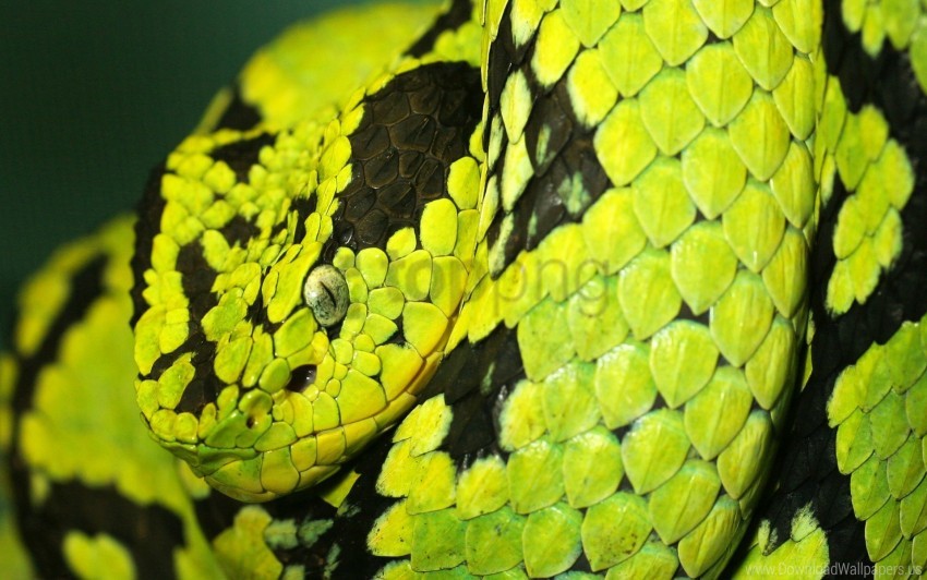 deadly, snake wallpaper background best stock photos | TOPpng