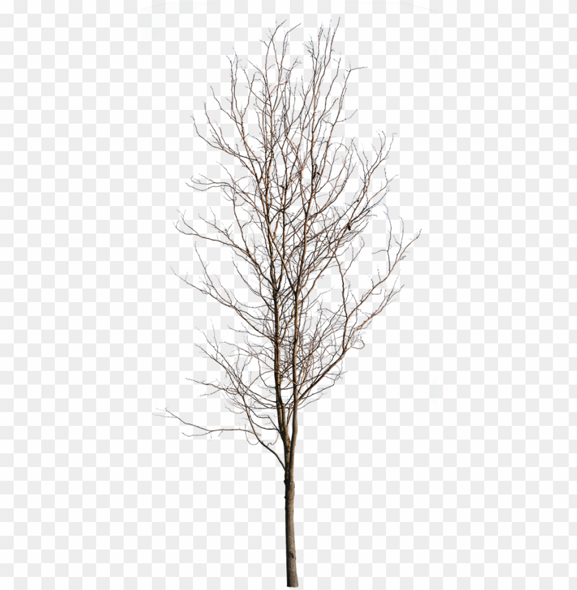 free PNG deciduous tree winter v - oak tree in the winter PNG image with transparent background PNG images transparent