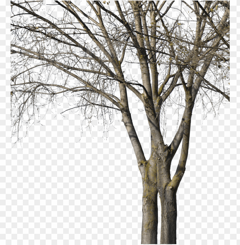 Deciduous Trees Group Winter Ii Wood Png Image With Transparent Background Toppng - oak tree log texture roblox
