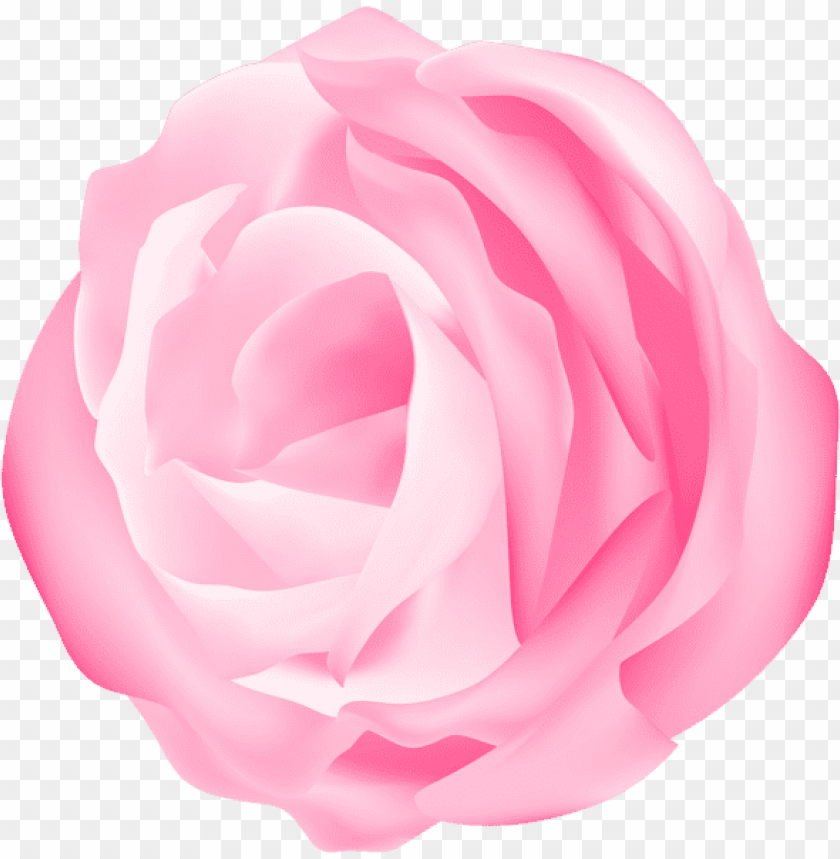 decorative rose pink transparent