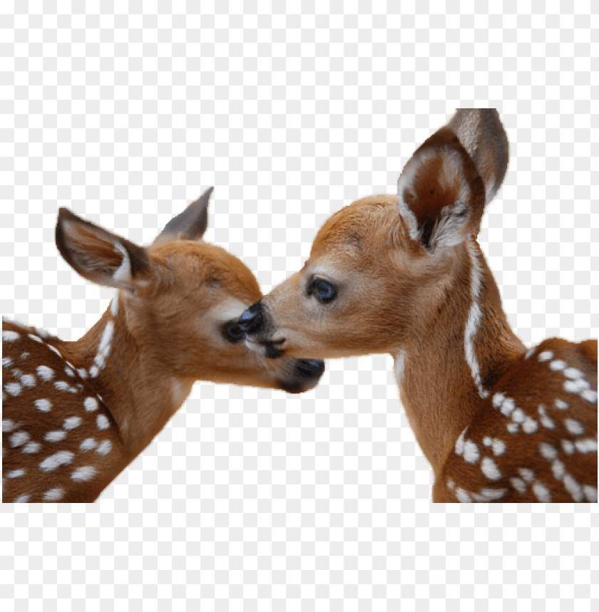 free PNG Download deer png images background PNG images transparent
