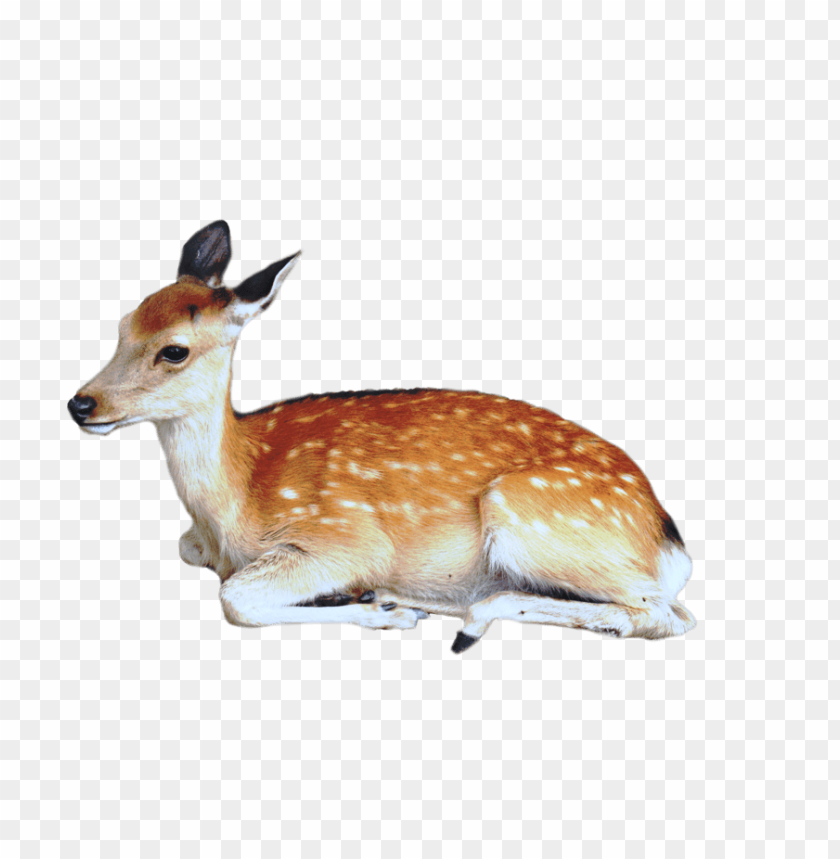 deer png images background - Image ID 1743