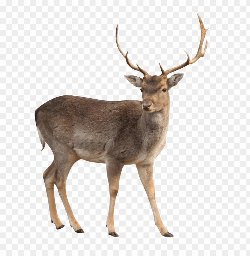 deer png images background - Image ID 1745