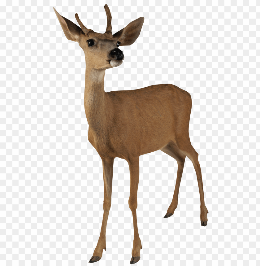 deer png images background - Image ID 1746