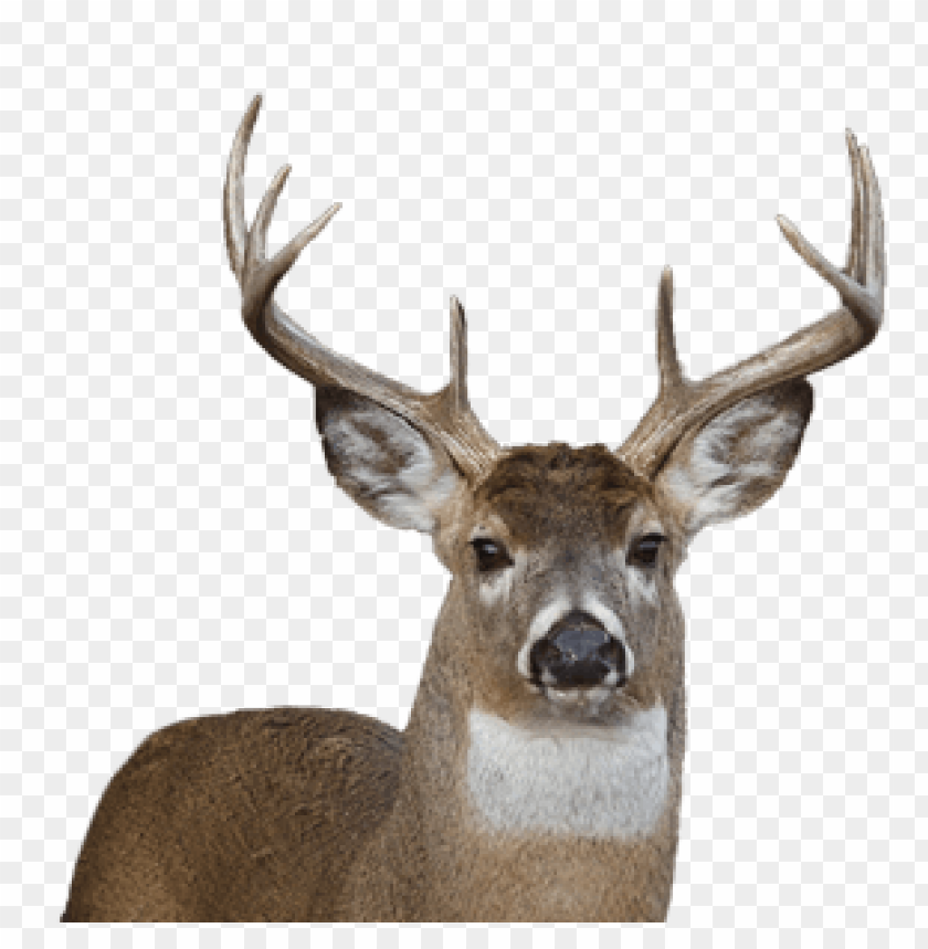 deer png images background - Image ID 1750