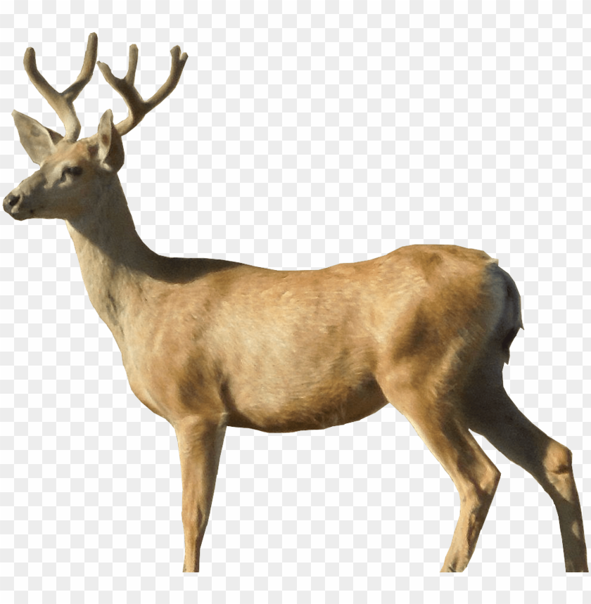 Deer Png Images Background - Image ID 1752