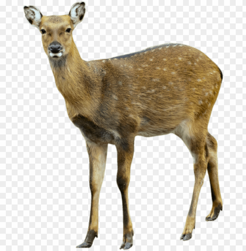 deer png images background - Image ID 1754