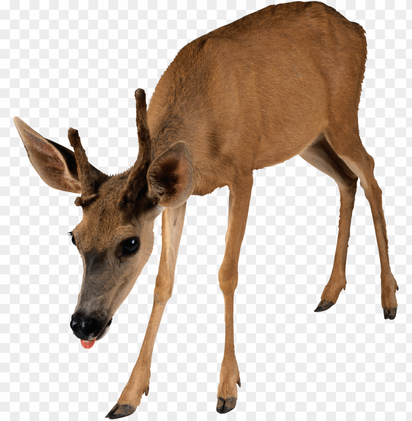 deer png images background - Image ID 1755