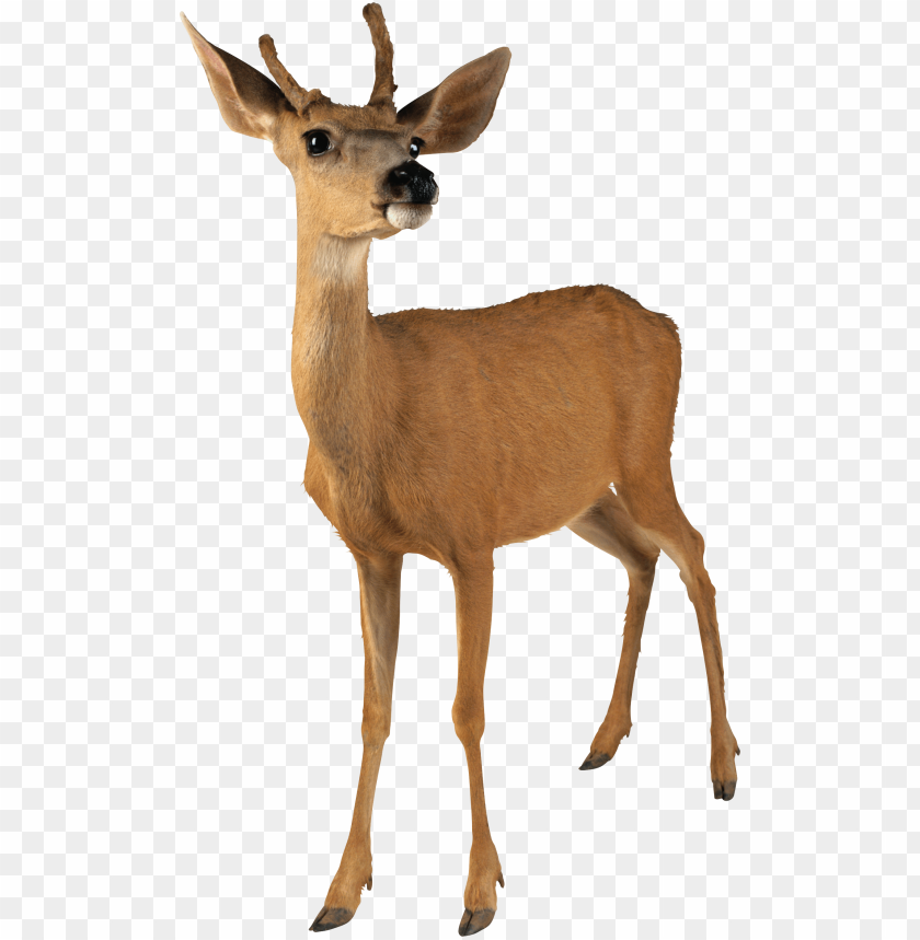 Deer Png Images Background - Image ID 1756
