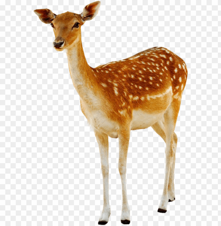deer png images background - Image ID 1757